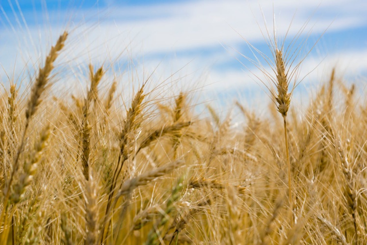 Récolte de blé : la France face à une crise agricole sans précédent