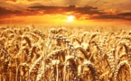 La production mondiale de blé revue à la baisse pour 2024